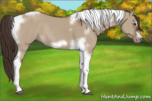 Horse Color:Liver Red Dun Tobiano Frame Rabicano 