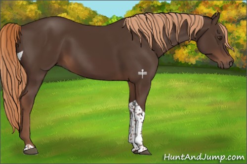 Horse Color:Liver Chestnut Tobiano Rabicano 