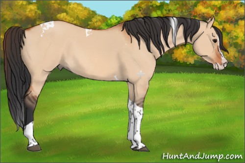 Horse Color:Bay Dun Splash Tobiano 