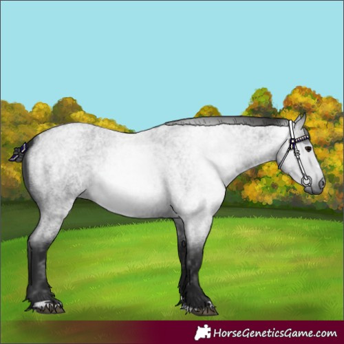 Horse Color:Gray Blue Roan 