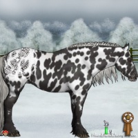 Horse Color:Liver Chestnut Mushroom Near Leopard 