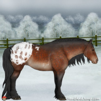 Horse Color:Brown Appaloosa 