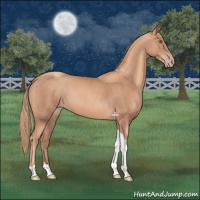 Horse Color:Gold Champagne Tobiano 