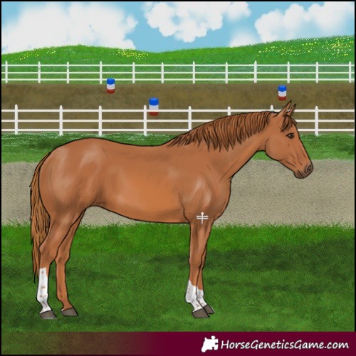 Horse Color:Chestnut Tobiano 