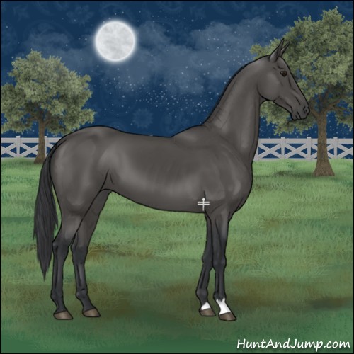 Horse Color:Black 
