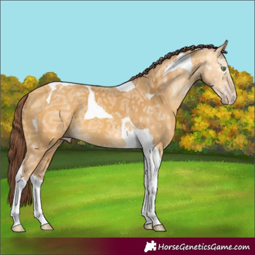 Horse Color:Chocolate Amber Cream Champagne Ice Tobiano 