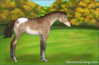 Horse Color:Buckskin Dun Mushroom Tobiano Snowcap 