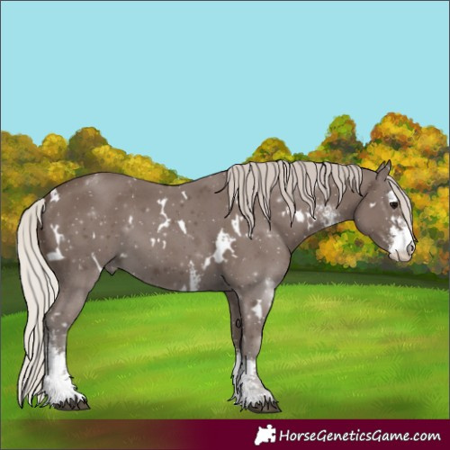 Horse Color:White Spotted Silver Black Sabino