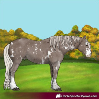 Horse Color:White Spotted Silver Black Sabino