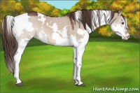 Horse Color:White Spotted Liver Red Dun Splash 