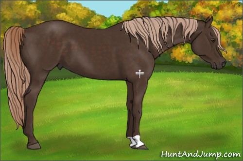Horse Color:Liver Chestnut 