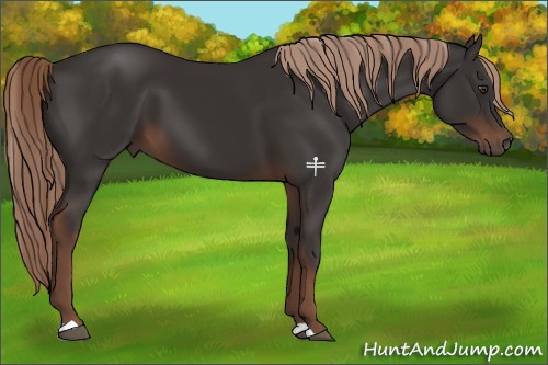 Horse Color:Liver Chestnut 