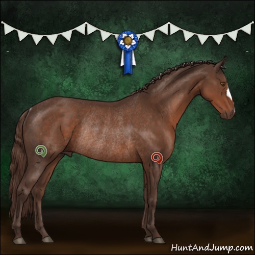 Horse Color:Liver Chestnut Rabicano 