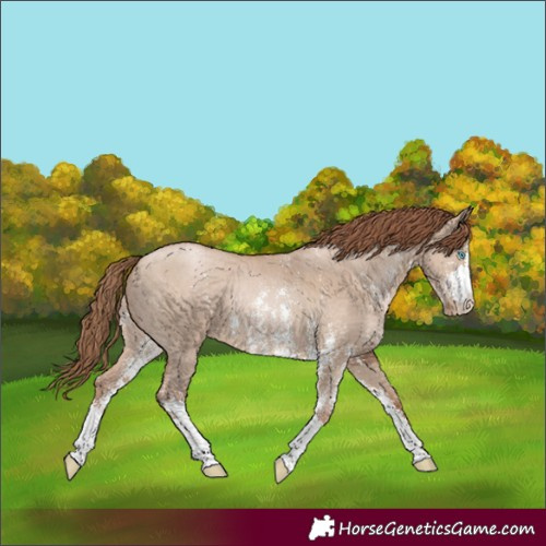 Horse Color:Grullo Pearl Sabino 