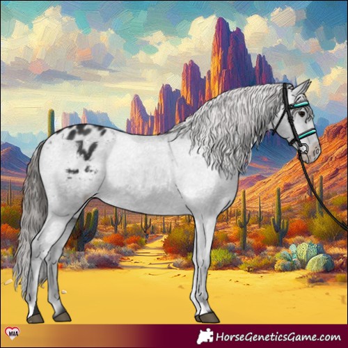 Horse Color:Black Appaloosa Rabicano