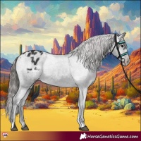 Horse Color:Black Appaloosa Rabicano 