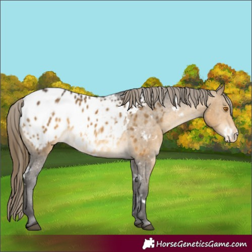 Horse Color:White Spotted Buckskin Mushroom Appaloosa 