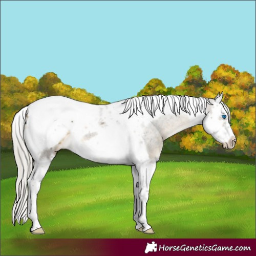 Horse Color:Silver Buckskin Splash Tobiano Frame Appaloosa Rabicano 
