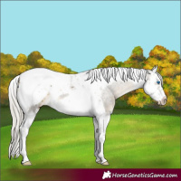 Horse Color:Silver Buckskin Splash Tobiano Frame Appaloosa Rabicano 