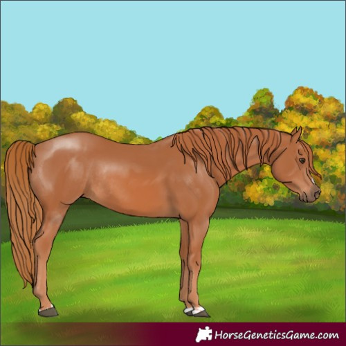 Horse Color:Chestnut Rabicano 