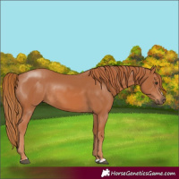 Horse Color:Chestnut Rabicano