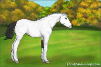 Horse Color:White Spotted Bay Rabicano