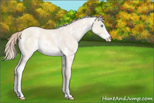 Horse Color:White Spotted Perlino Dun Mushroom Sabino Brindle 
