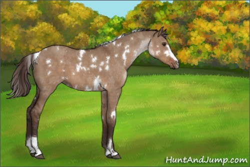 Horse Color:White Spotted Liver Red Dun Sabino 