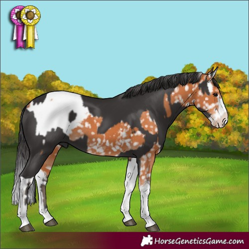 Horse Color:Bay Tobiano Appaloosa Rabicano  and Smoky Black Mushroom Splash 