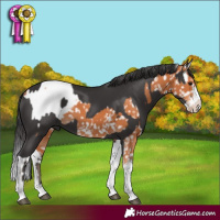 Horse Color:Bay Tobiano Appaloosa Rabicano  and Smoky Black Mushroom Splash 