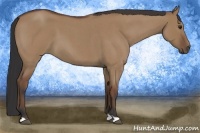 Horse Color:Bay Roan Dun 