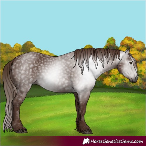 Horse Color:Gray Chestnut