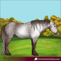 Horse Color:Gray Chestnut 