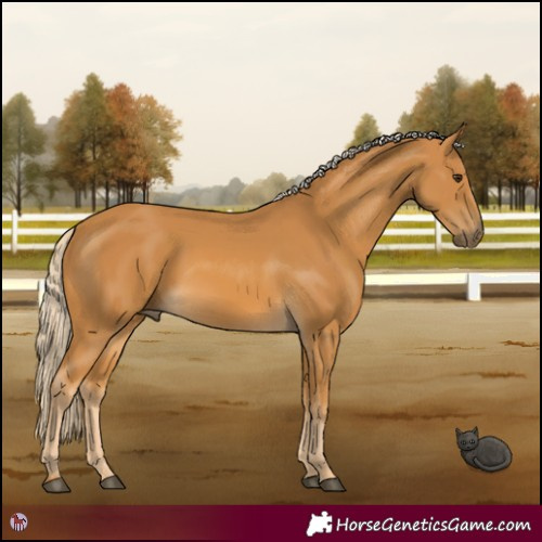 Horse Color:Palomino