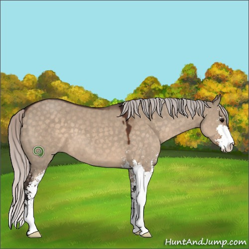 Horse Color:Silver Brown Dun Sabino 