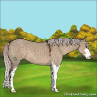 Horse Color:Silver Brown Dun Sabino 