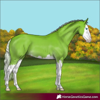 Horse Color:Palomino Splash 