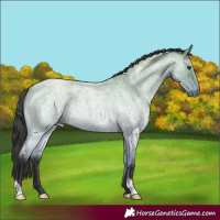 Horse Color:Buckskin Roan 