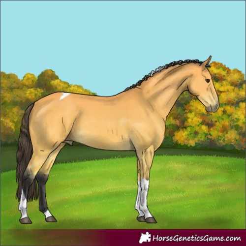 Horse Color:Buckskin Tobiano 