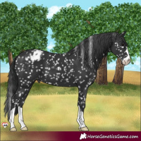Horse Color:Black Appaloosa 