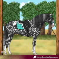 Horse Color:Black Appaloosa