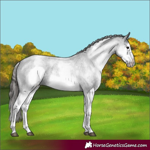 Horse Color:White Spotted Blue Roan Splash Frame Varnish 