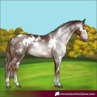 Horse Color:Gray White Spotted Chestnut Rabicano