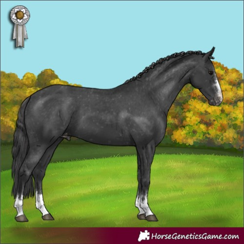 Horse Color:Black Appaloosa 