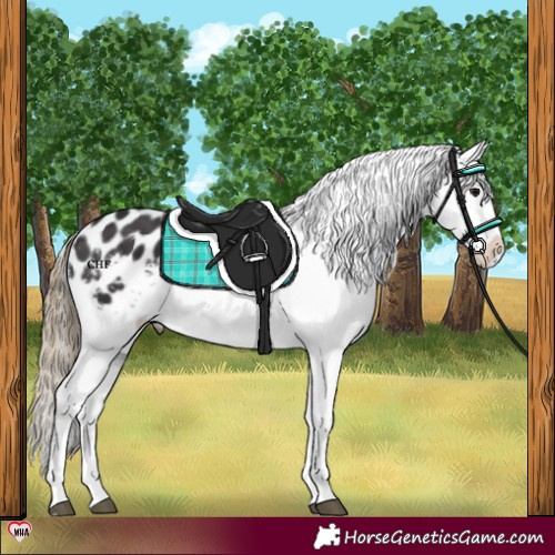 Horse Color:Smoky Black Appaloosa Rabicano 