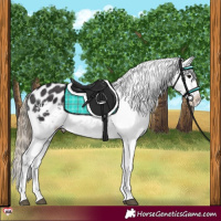 Horse Color:Smoky Black Appaloosa Rabicano