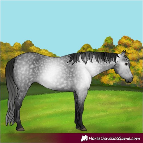 Horse Color:Gray Blue Roan 