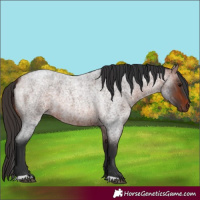 Horse Color:Bay Roan 