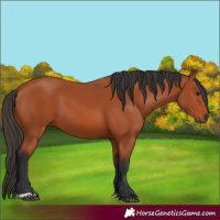 Horse Color:Bay 