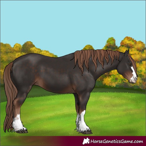Horse Color:Liver Chestnut